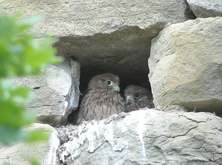 Falco tinnunculus / Gheppio